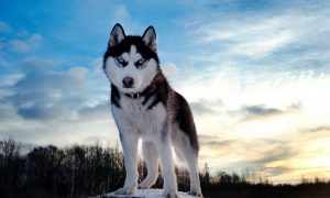 Lịch sử về nguồn gốc xuất xứ của chó Husky