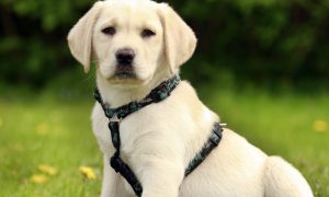 Kinh nghiệm nuôi chó Labrador