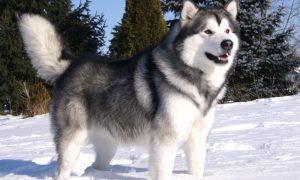 Những Màu Lông Cơ Bản Của Giống Chó Alaska Malamute