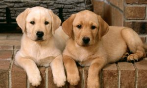 Lưu ý 6 điều cần xem xét trước khi mang chó Labrador về nhà